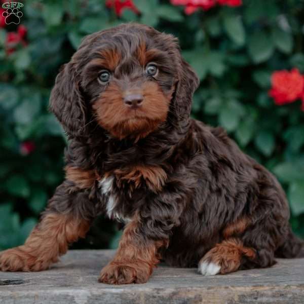 Felix, Cavapoo Puppy